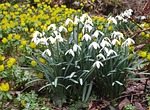 snowdrop, winter linge, spring