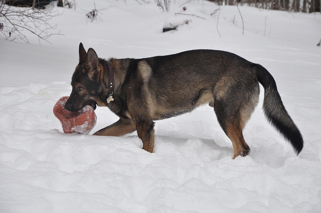 Koira, Gsd, Rotu, Eläin, Alsatian