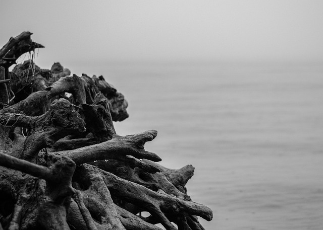 Madera, Playa, En Blanco Y Negro, Costa