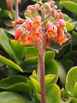 cotyledon orbiculata, flower, blossom