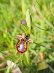 spiegelragwurz, ophrys speculum, orchids nature