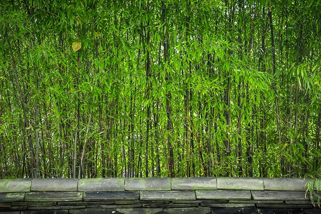 竹 树 植物 - Pixabay上的免费照片 - Pixabay