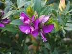 flowers, violet, purple