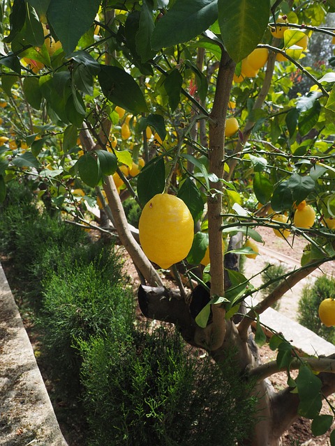 Lithe Limon Lemon Limone Citrus Limon - Free photo on Pixabay