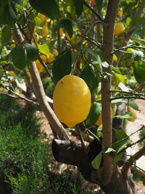 Lithe Limon Lemon Limone Citrus Limon - Free photo on Pixabay