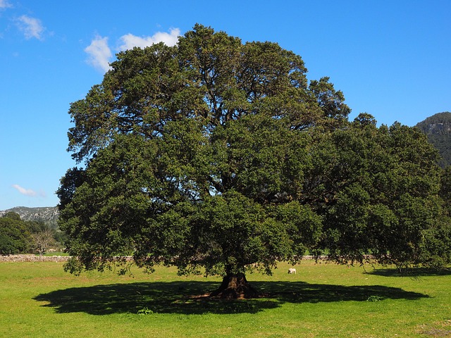 Free Tree Camphor Tree photo and picture