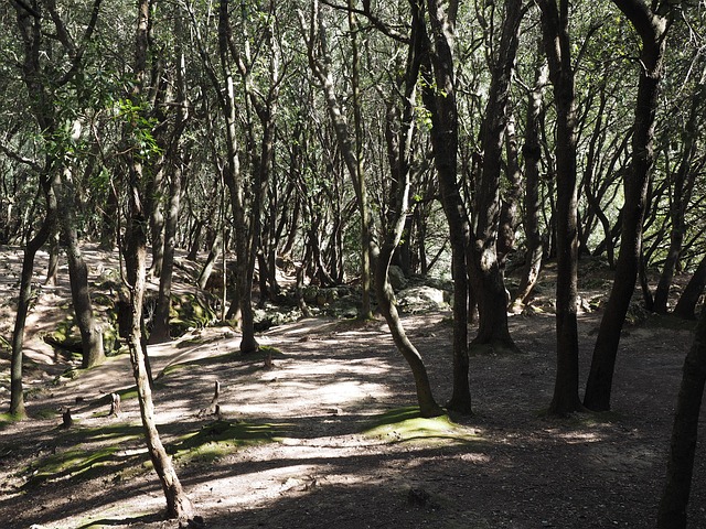 Steineichenwald, Bäume, Natur