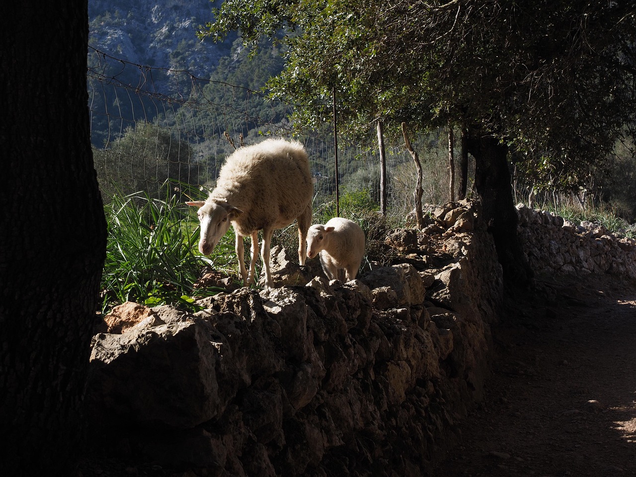 Sheep Path Dry Stone Wall Valley - Free photo on Pixabay