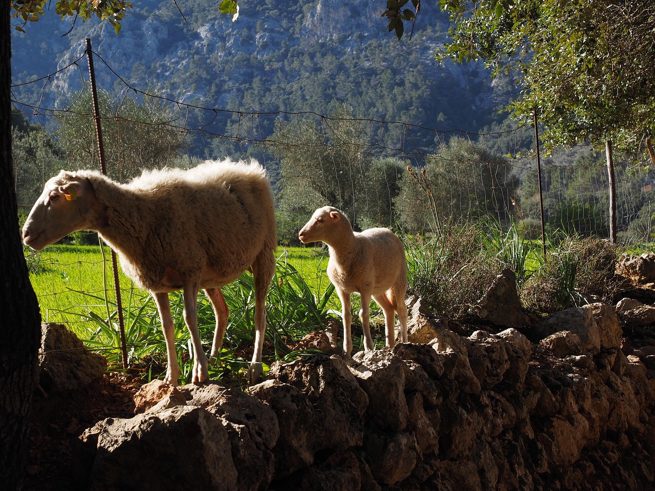 Sheep Path Dry Stone Wall Valley - Free photo on Pixabay