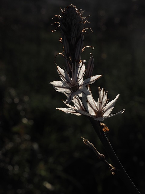 Free Knotty Affodilla Flower photo and picture