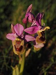 ophrys tenthredinifera, orchid, flower