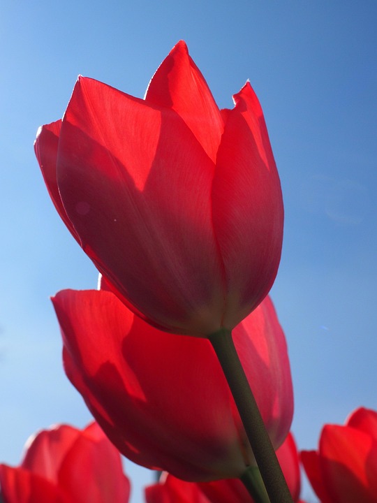 Tulips Red Flower - Free photo on Pixabay - Pixabay