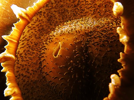 Anemonă, Abstract, Marin, Sub Apă, Brown