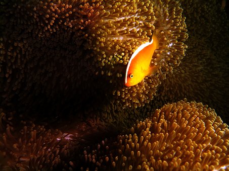 Pește Anemon, Anemonă, Peşte, Mare