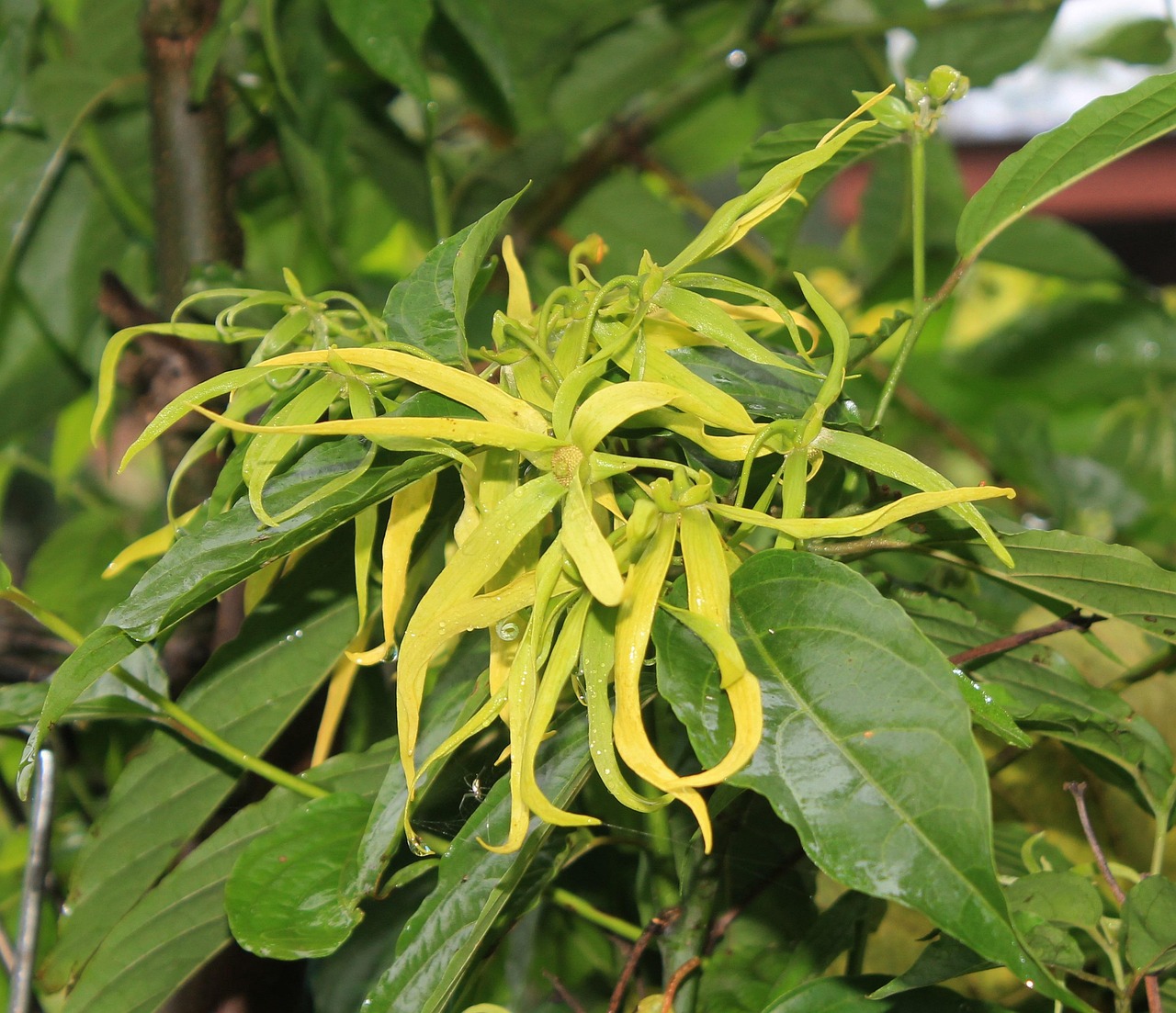 Flor De YlangYlang Oler Amarillo Foto gratis en Pixabay Pixabay