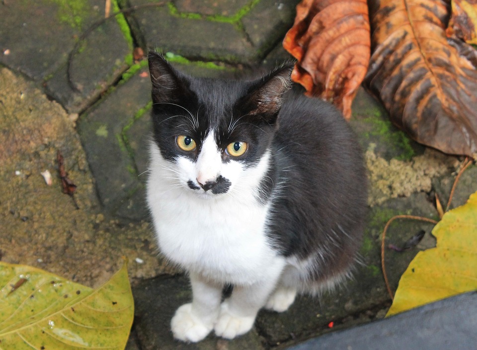Cat Animal Black And - Free photo on Pixabay - Pixabay