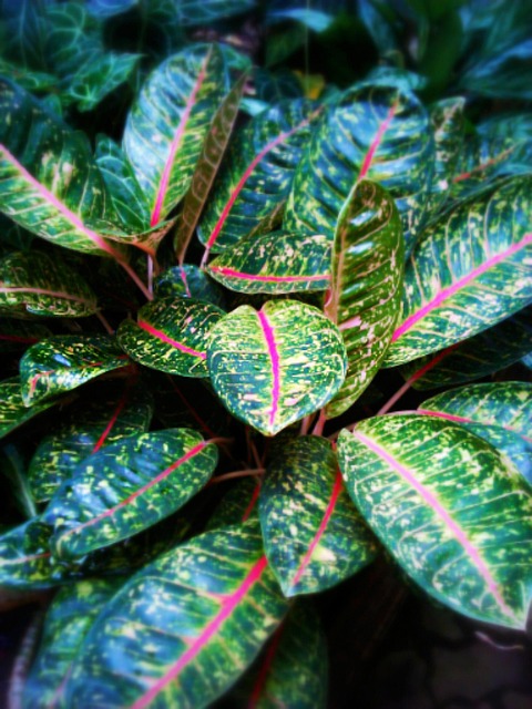 Free Environment Leaf photo and picture