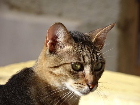 Free Cat Mackerel photo and picture