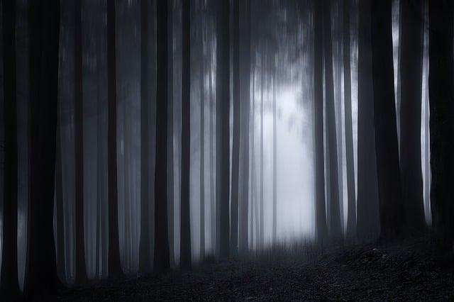 Free drink forest dusk illustration