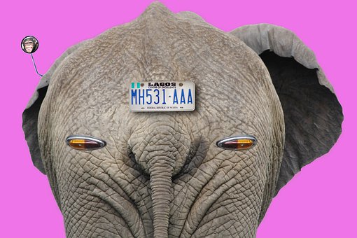 Elefante, Inscrição, Flor Rosa