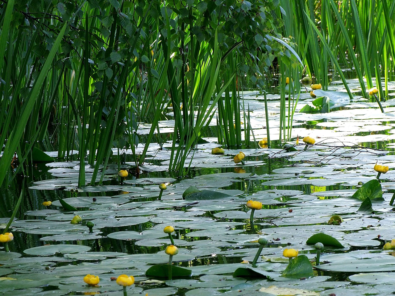 Wasserblumen Wasserpflanze