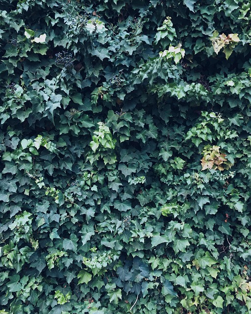 Wijnstokken, Natuur, Branch, Tros, Blad