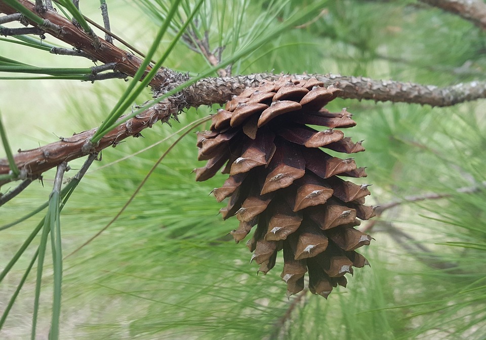 Pine Cone Needles Tree · Free photo on Pixabay