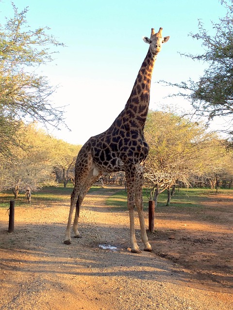 Free Giraffe South Africa photo and picture