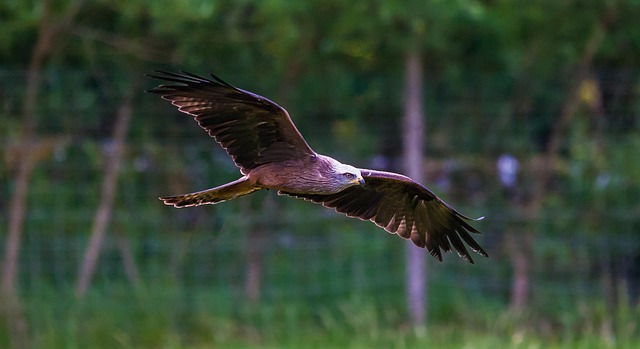 Free Kite Prey photo and picture