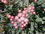 helichrysum, everlasting, flower