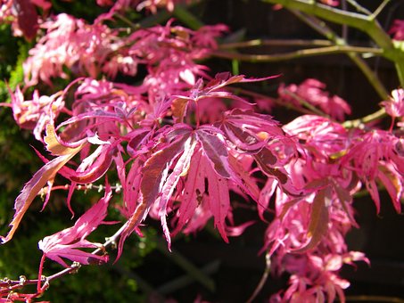 Free Japanese Maple Tree photo and picture