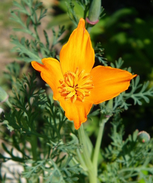 Free Flower Orange photo and picture
