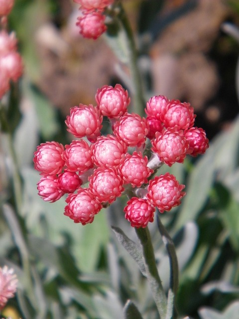 Free Helichrysum Everlasting photo and picture