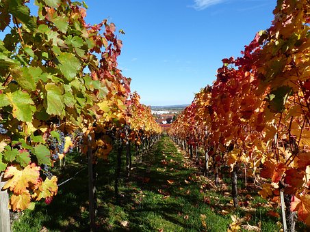 Free Vineyard Grapes photo and picture