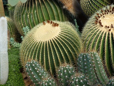 Free Cactus Dry photo and picture