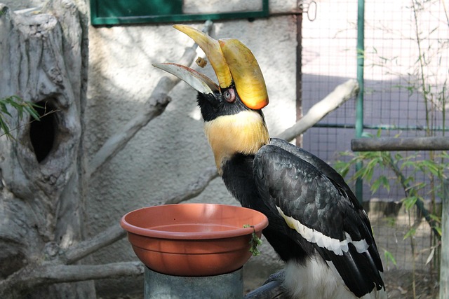 Free Toucan Bird photo and picture