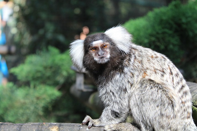Free Monkey Animal photo and picture