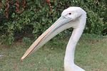 pelican, bird, zoo