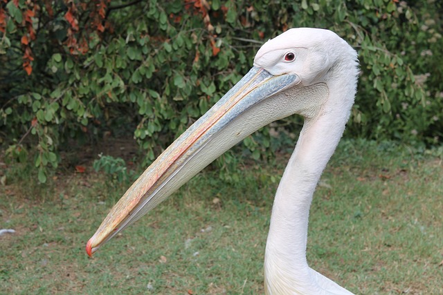 Free Pelican Bird photo and picture