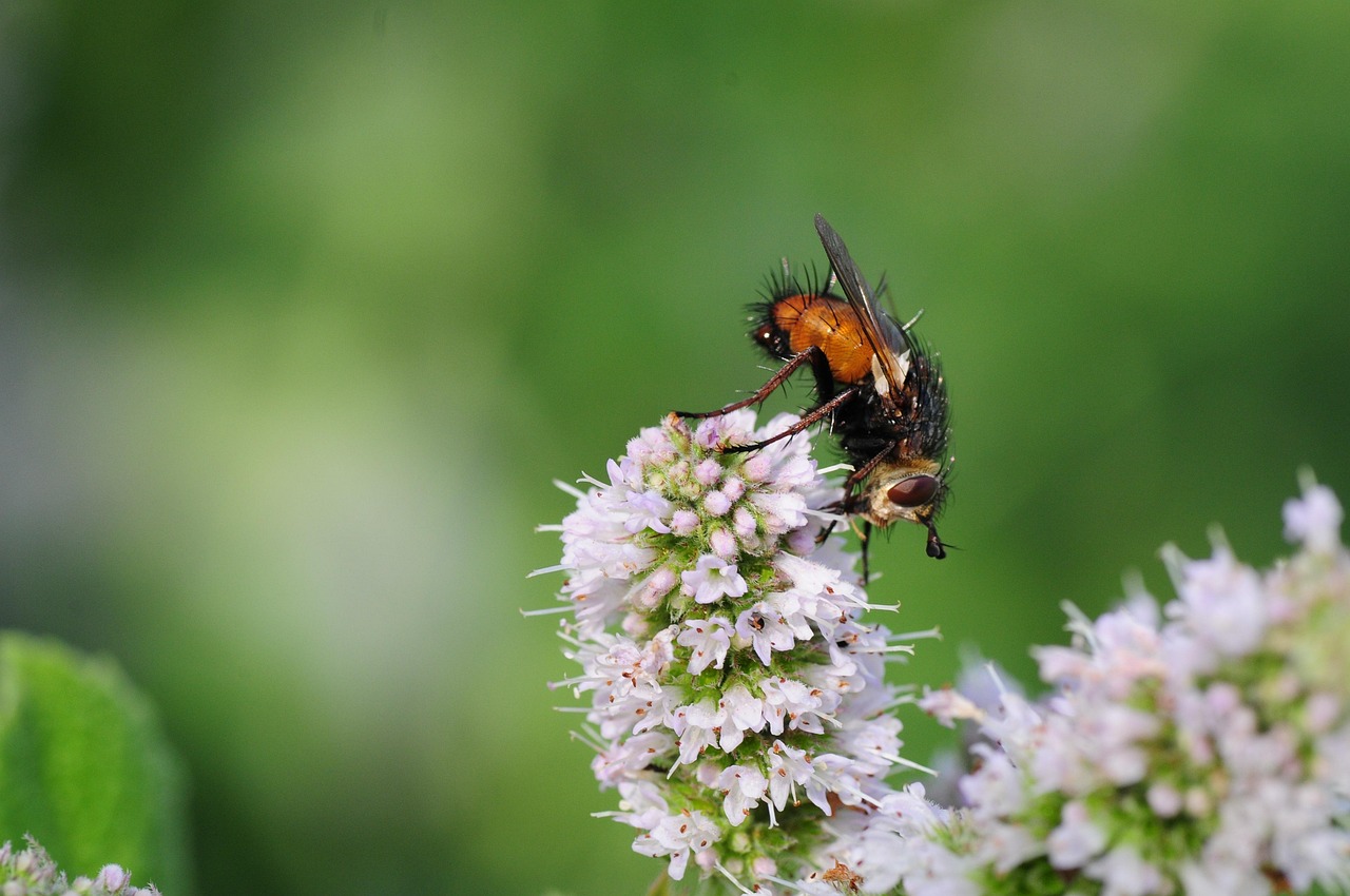 Fly Hover Insect - Free photo on Pixabay