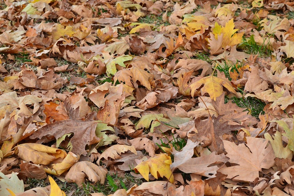 autumn-1120049_960_720.jpg