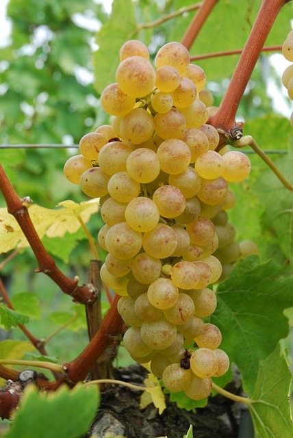 Chasselas, Weiße Trauben, Rebe