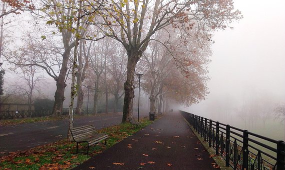 Free Fog Park photo and picture