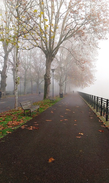 Free Fog Park photo and picture