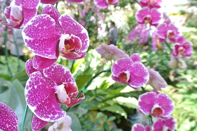Free Flowers Orchid photo and picture