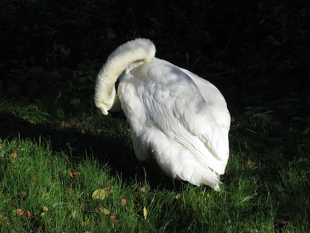 Free Swan River photo and picture