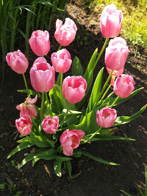 Free Tulip Bouquet photo and picture