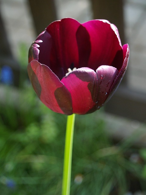 Free Bloom Tulip photo and picture