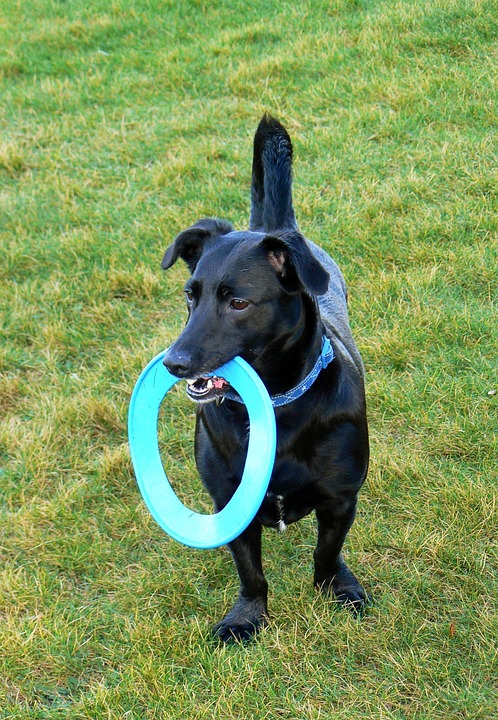 Perro con su disco volador