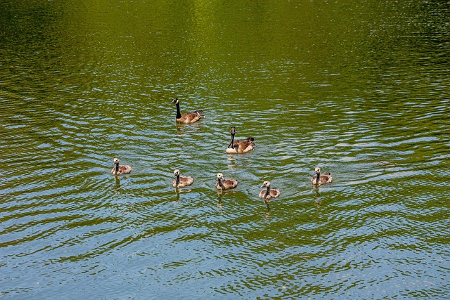 Free Geese Family photo and picture